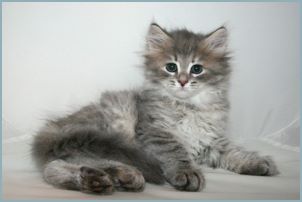 
Female Siberian Kitten from Deedlebug Siberians